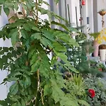 Апартаменты Bouquet *
